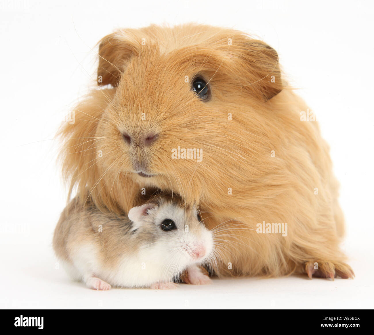 Lo zenzero cavia e Roborovski Hamster, contro uno sfondo bianco Foto Stock