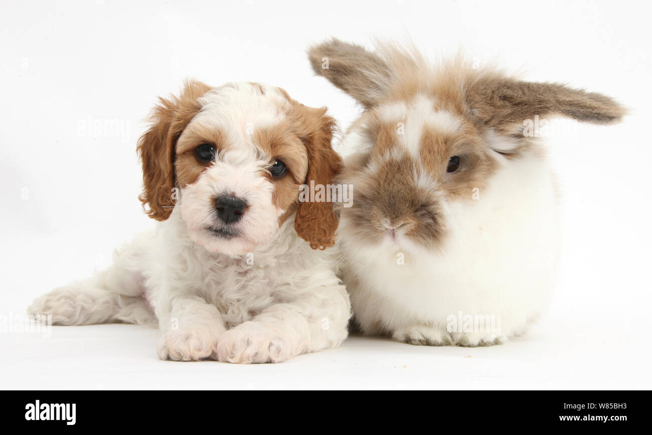 Carino rosso-e-bianco Cavapoo cucciolo, 5 settimane, con sabbia-e-coniglio bianco, contro uno sfondo bianco Foto Stock