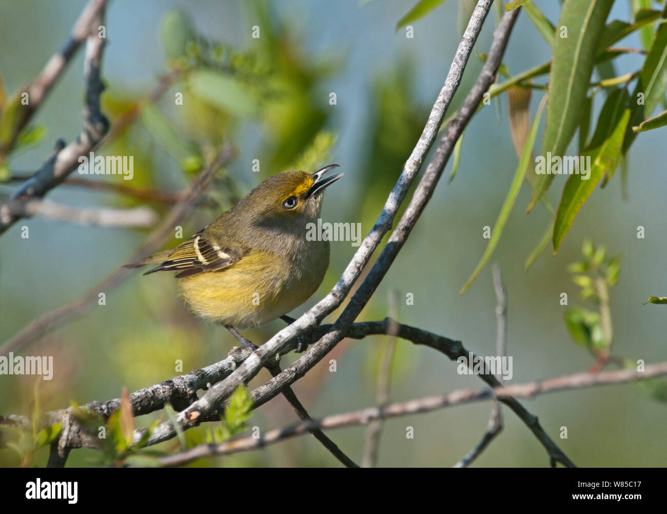 Bianco-eyed (Vireo Vireo griseus) arroccato, Everglades della Florida, USA, Marzo. Foto Stock