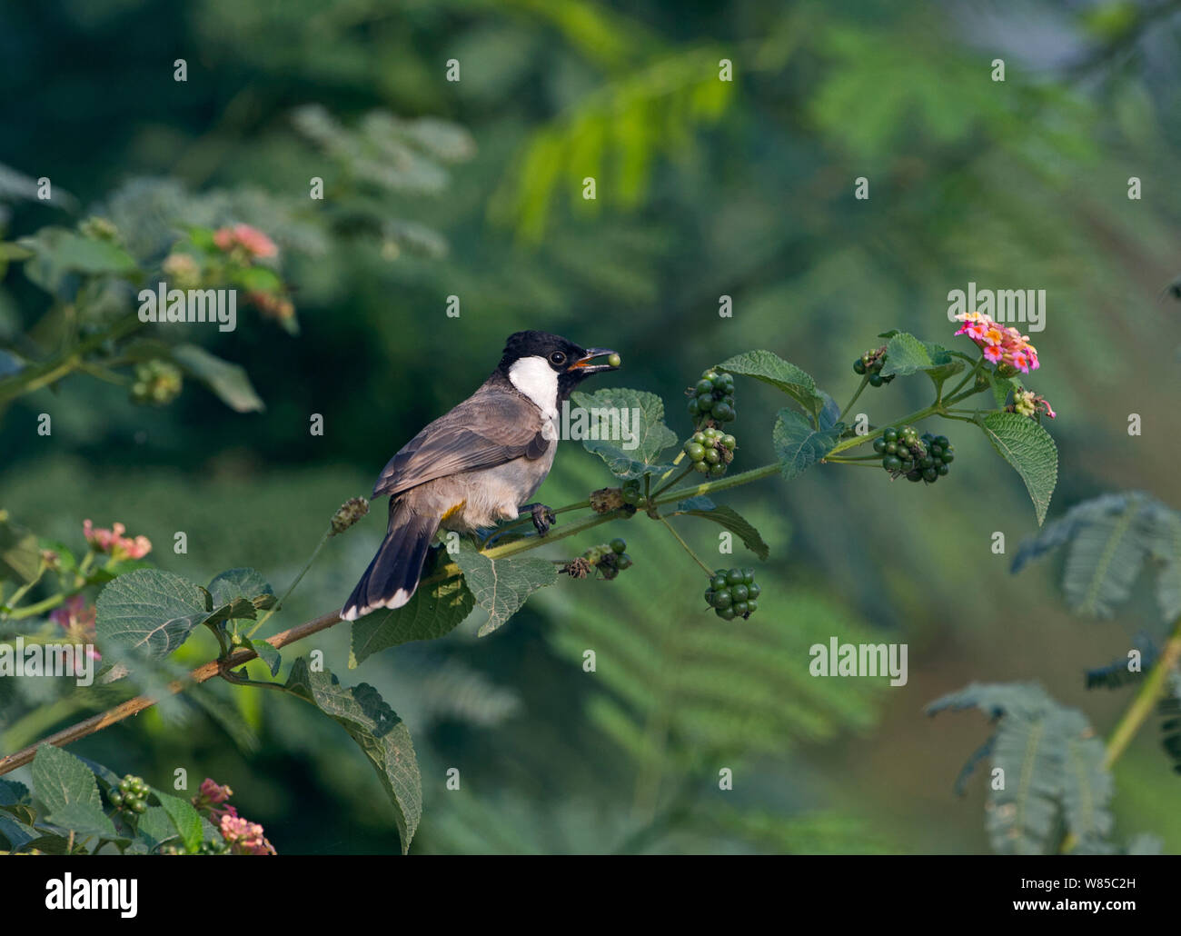 Bianco-eared Bulbul (Pycnonotus leucotis) India. Foto Stock