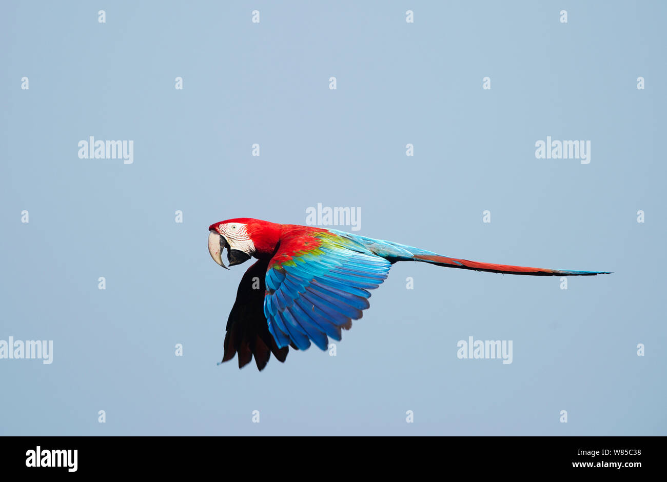 Il rosso e il verde Macaw (Ara chloroptera) in volo, Tambopata, la foresta pluviale amazzonica del Perù. Foto Stock