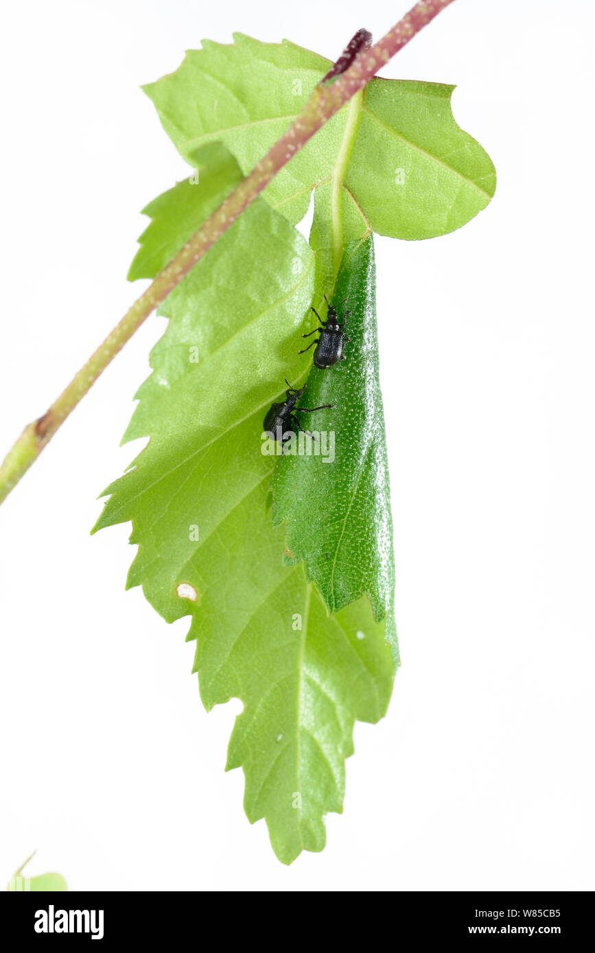 Foglie di betulla-rullo coleotteri (Deporaus betulae) laminazione foglia, Niedersachsische Elbtalaue Riserva della Biosfera, Basso Sassone Valle dell'Elba, Germania, Giugno (sequenza 5/6) Foto Stock