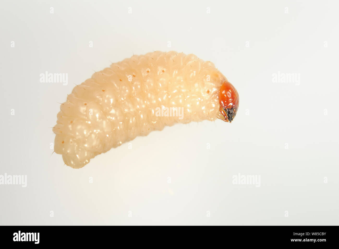 Acorn curculione (Curculio glandium) larva, Niedersachsische Elbtalaue Riserva della Biosfera, Basso Sassone Valle dell'Elba, Germania, Settembre. Foto Stock
