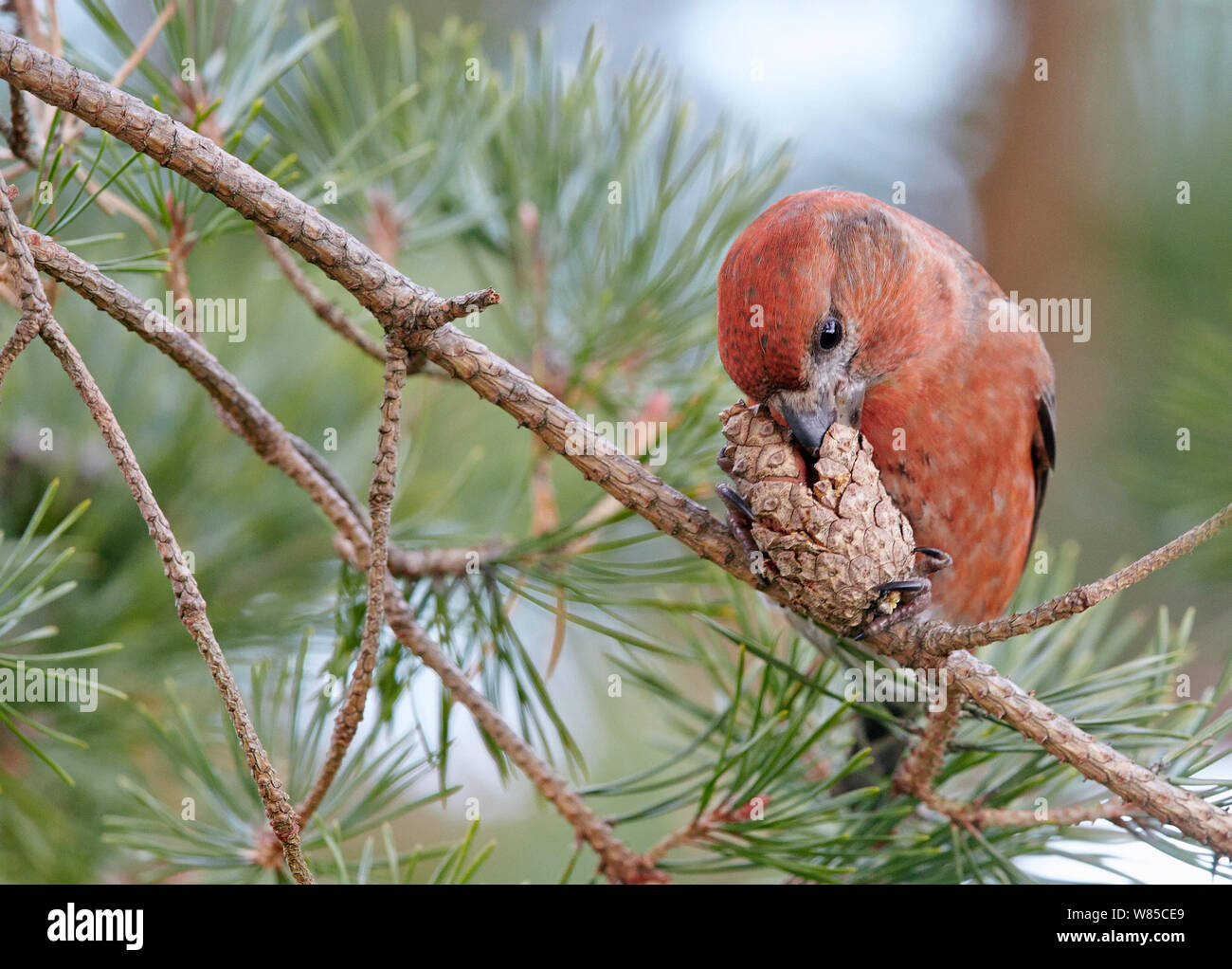 Maschio di Parrot crossbill (Loxia pytyopsittacus) alimentazione, Uto, Finlandia, Novembre. Foto Stock