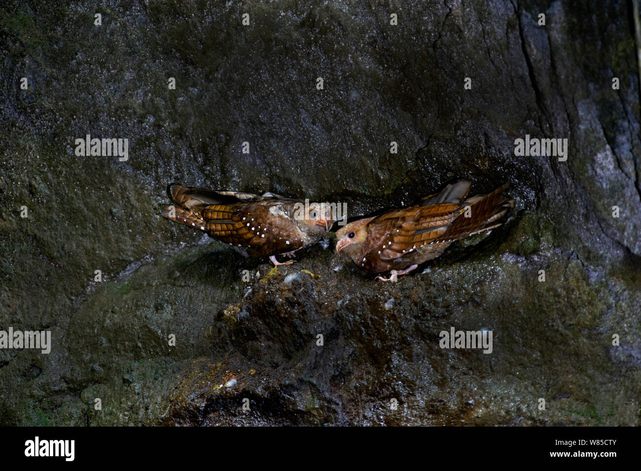 Oilbird (Steatornis caripensis) coppia nella grotta, Ecuador. Foto Stock