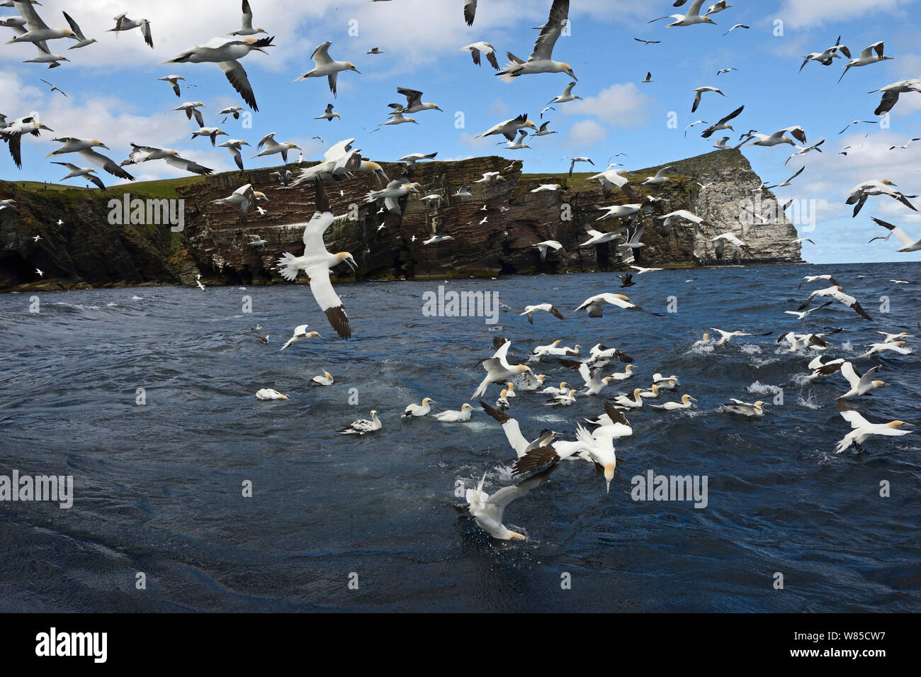 Sule (Morus bassanus) alimentazione su fondali di sgombro off Noss, Shetland, Scozia, Giugno. Foto Stock