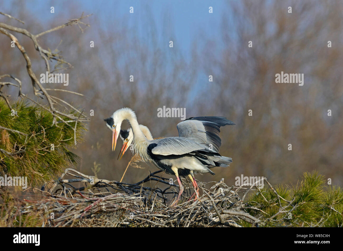 Gli aironi cenerini (Ardea cinerea) a nido Camargue, in Francia, in febbraio. Foto Stock