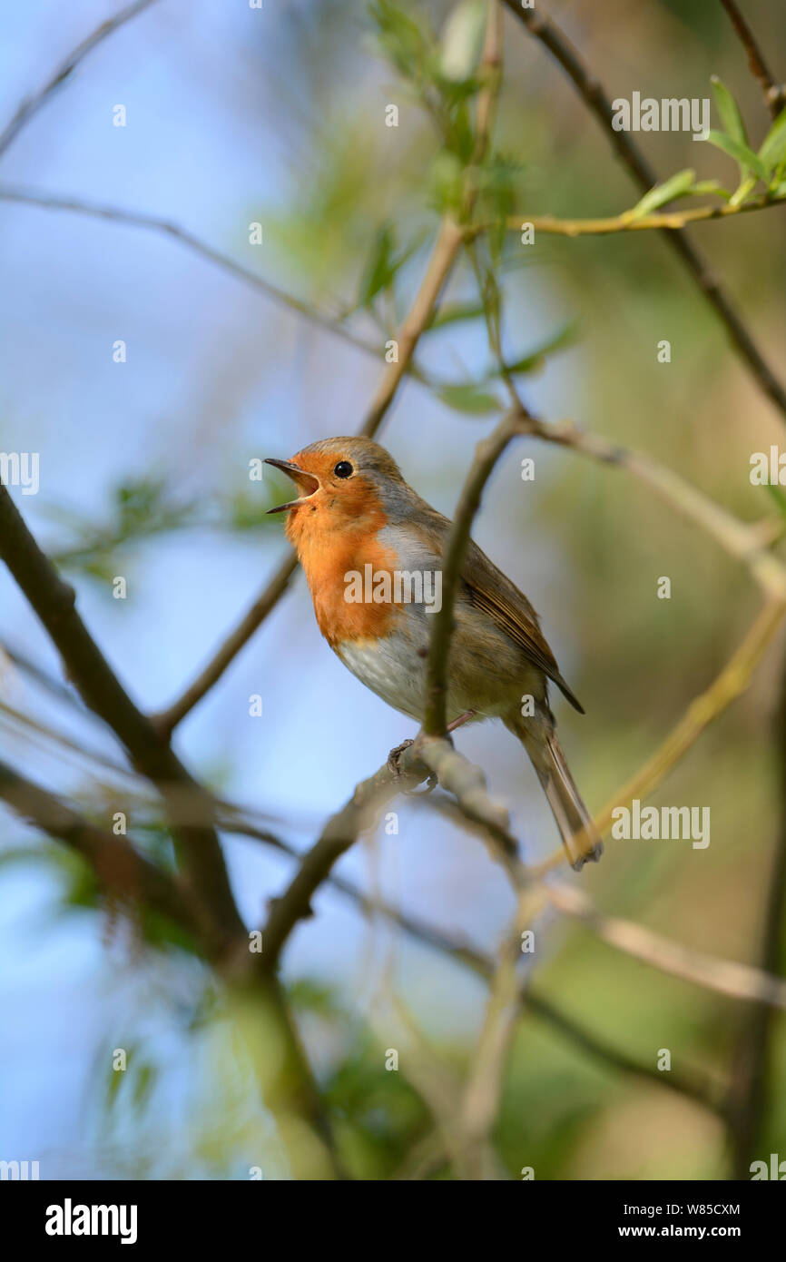 Robin (Erithacus rubecula) nella canzone, Norfolk, Inghilterra, Regno Unito, Aprile. Foto Stock