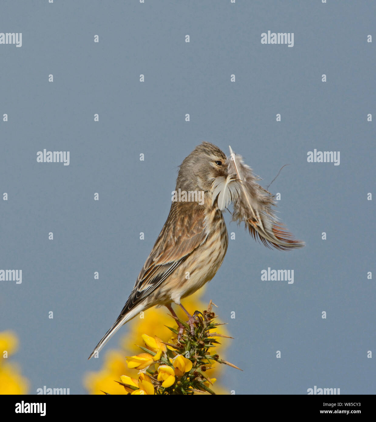Linnet (Carduelis cannabina) femmina con piume alla linea nest, Norfolk, Inghilterra, Regno Unito, maggio. Foto Stock