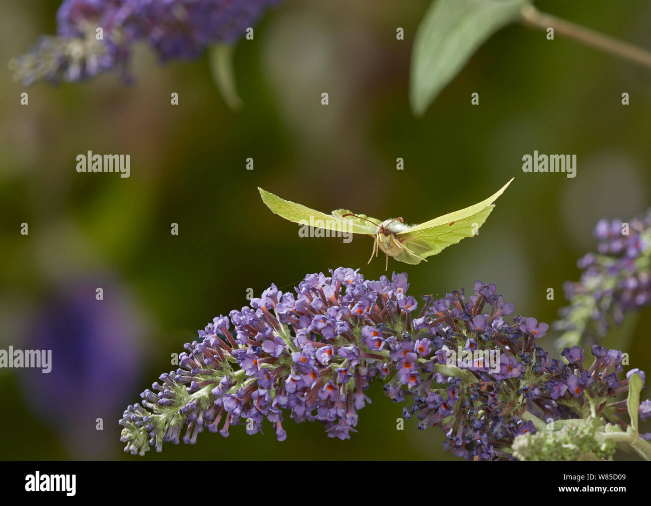 Brimstone butterfly (Gonepteryx rhamni) prendendo il largo da Buddleia, Sussex England, Regno Unito, Agosto. Foto Stock