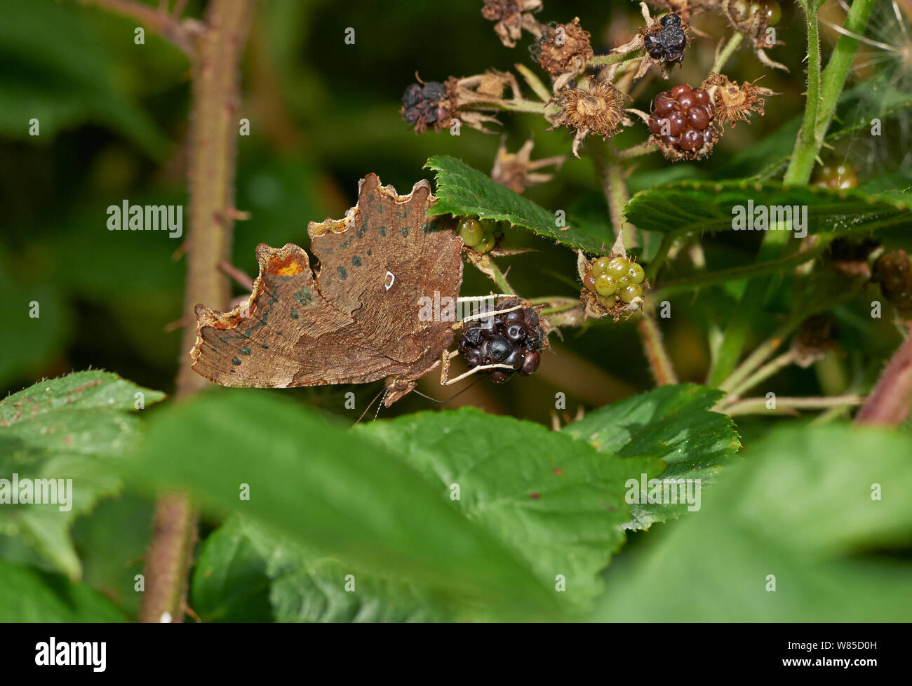 Virgola butterfly (Polygonia c-album) alimentazione da blackberry. Sussex, England, Regno Unito, Agosto. Foto Stock