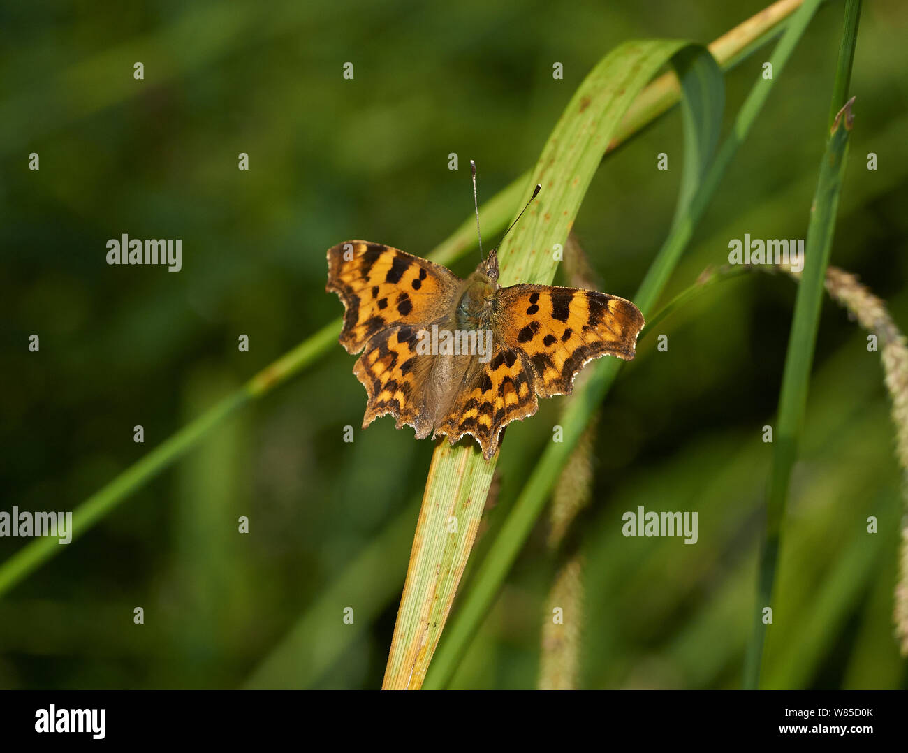 Virgola butterfly (Polygonia c-album) Sussex, England, Regno Unito, Luglio. Foto Stock