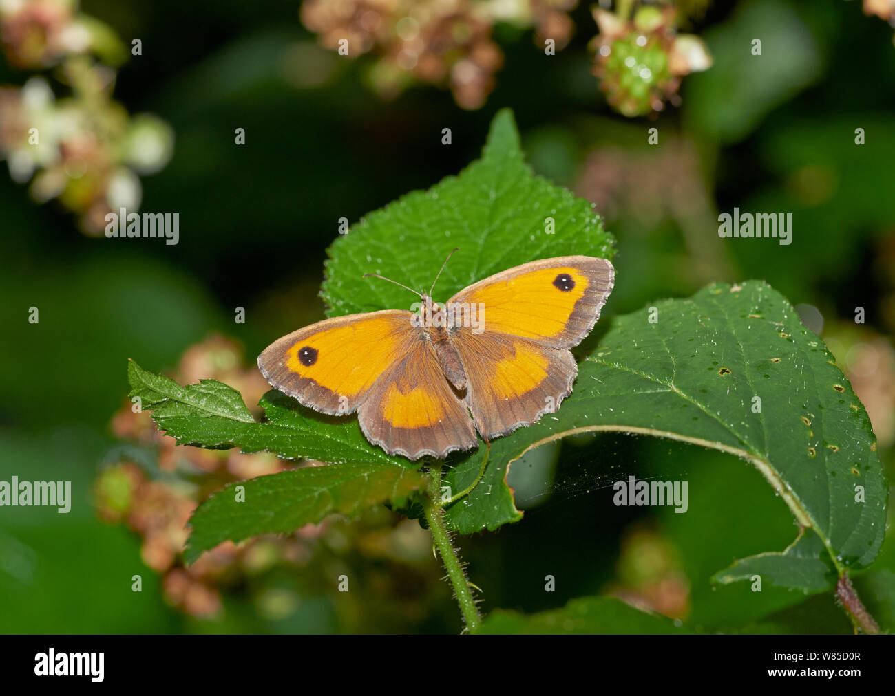 Gatekeeper (farfalla Pyronia tithonus) Sussex, England, Regno Unito, Agosto. Foto Stock