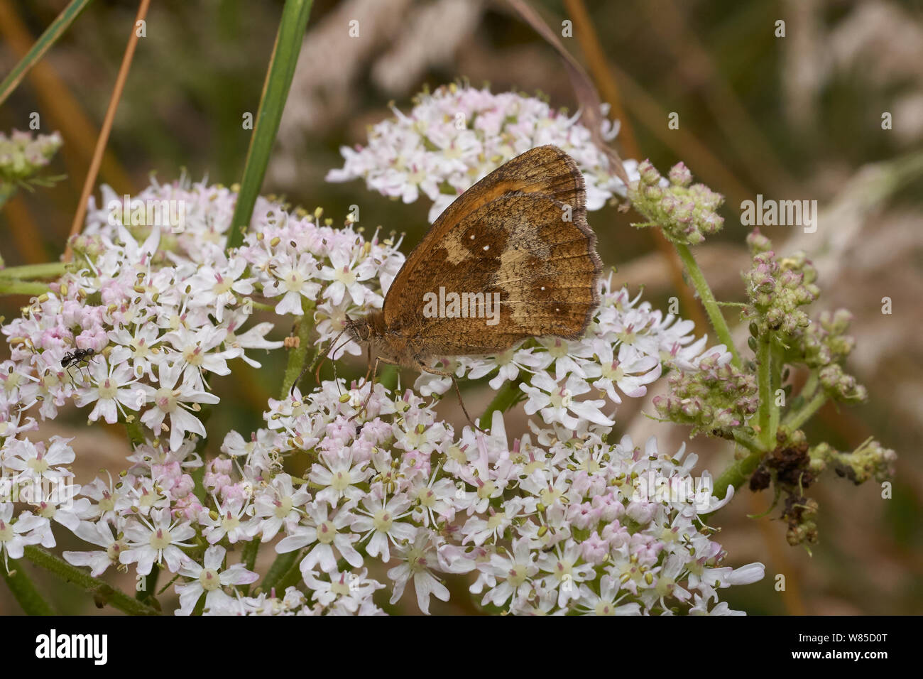 Gatekeeper (farfalla Pyronia tithonus) alimentazione, Sussex England, Regno Unito, Agosto. Foto Stock