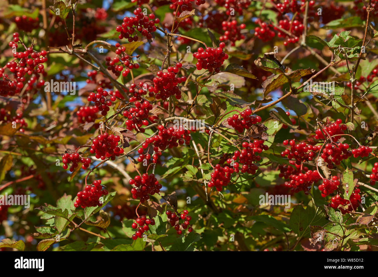 Viburno-rose bacche (Viburnum opulus) Sussex, England, Regno Unito, ottobre. Foto Stock