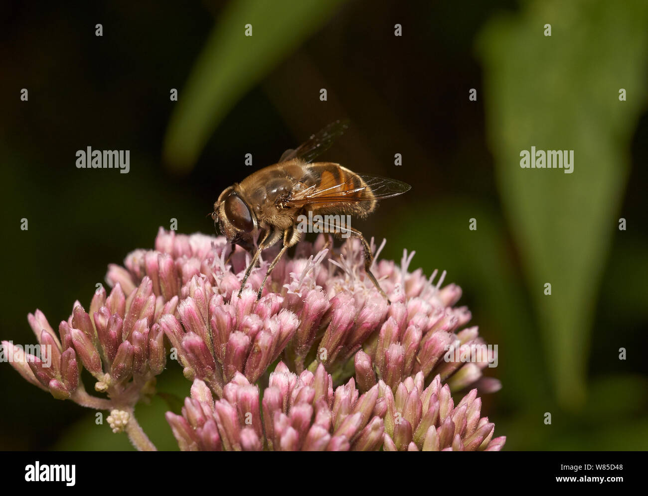 Dronefly (Eristais tenax) che mostra la curva della tibia e bande di peli su occhi charactersitic di questa specie, Sussex England, Regno Unito, Agosto. Foto Stock