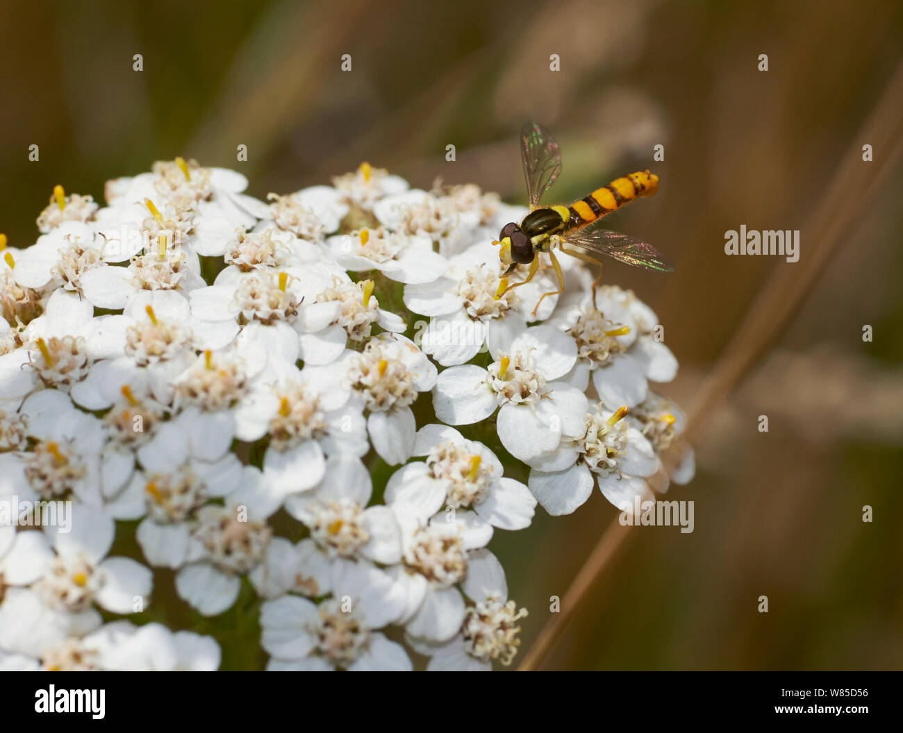 Hoverfly (Sphaerophoria scripta) Sussex, England, Regno Unito, Agosto. Foto Stock