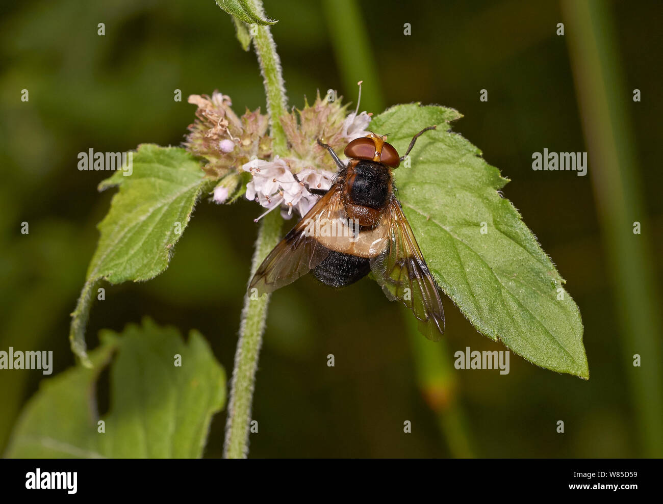 Hoverfly (Volucella pellucens) femmina, Sussex England, Regno Unito, Agosto. Foto Stock