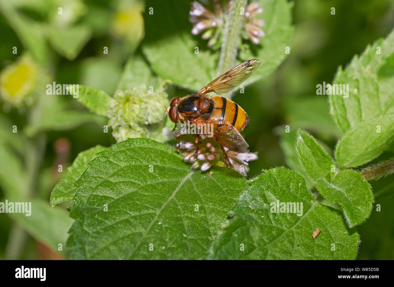 Hoverfly (Volucella inanis) Sussex, England, Regno Unito, Agosto. Foto Stock
