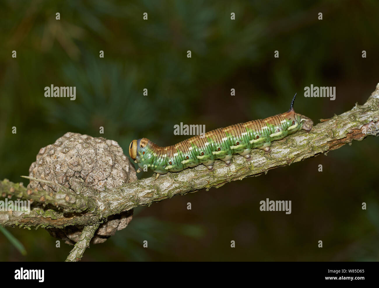 Pine hawk moth (Hyloicus pinastri) caterpillar larva. Sussex, England, Regno Unito, Settembre. Foto Stock