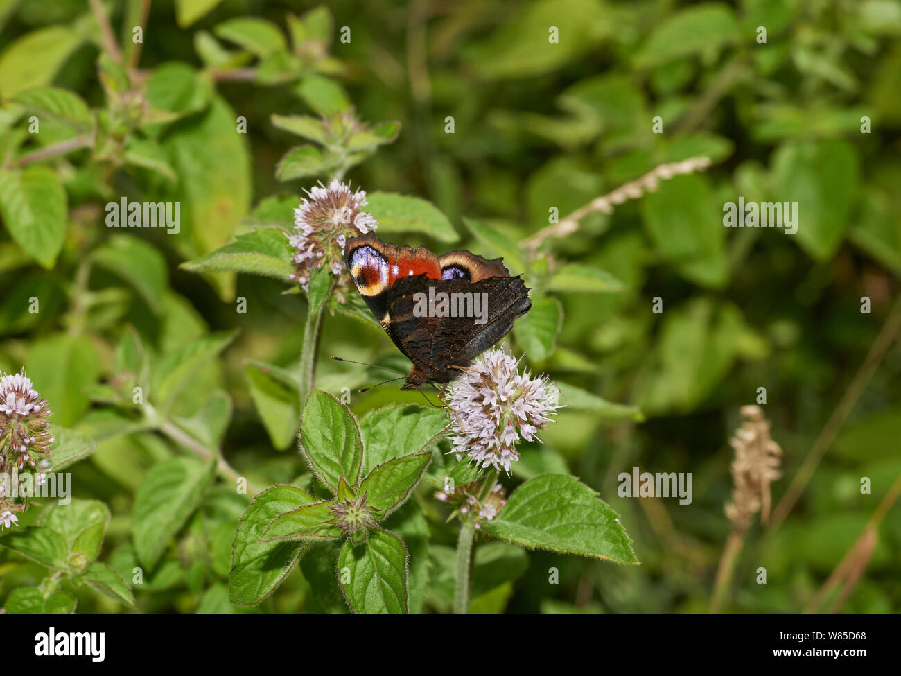 Farfalla pavone (Inachis io) alimentazione su acqua menta. Sussex, England, Regno Unito, Agosto. Foto Stock