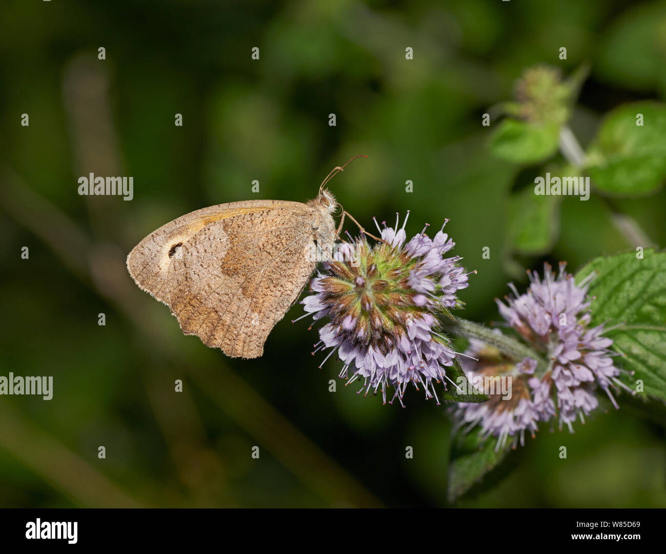 Prato farfalla marrone (Maniola jurtina) Sussex, England, Regno Unito, Agosto. Foto Stock