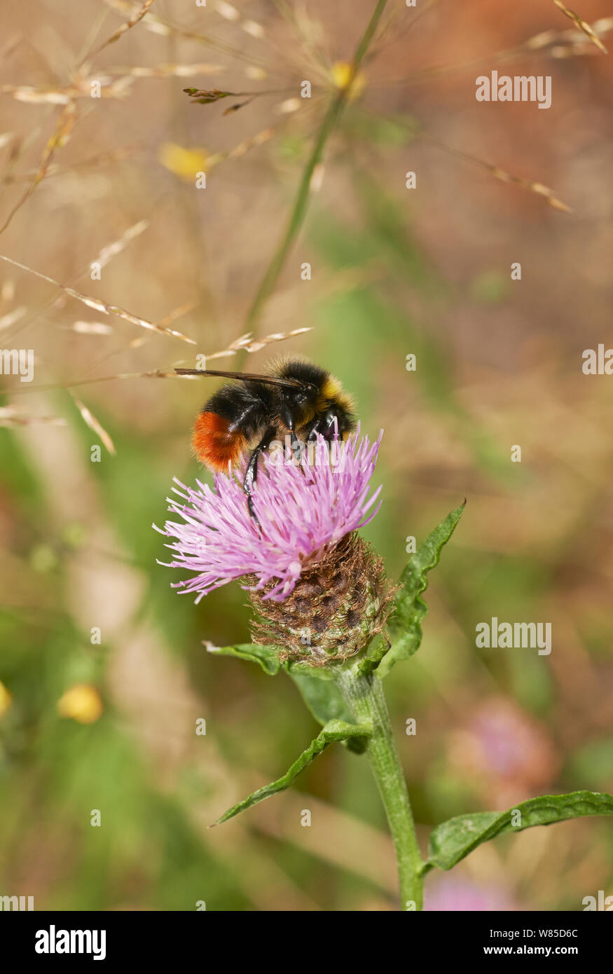 Red tailed bumblebee (Bombus lapidarius) il fiordaliso, Sussex England, Regno Unito, Agosto. Foto Stock