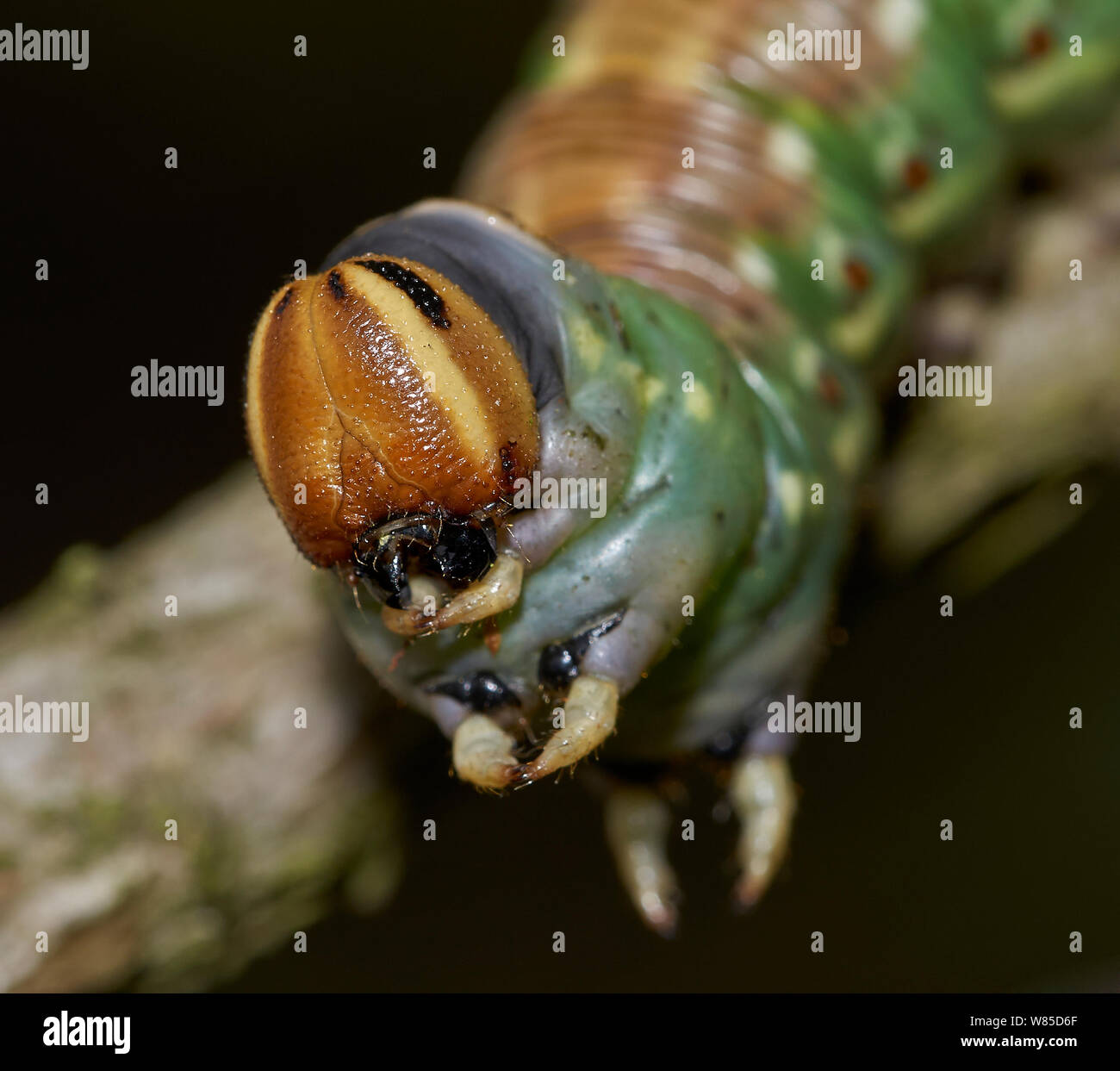 Pine hawk moth (Hyloicus pinastri) caterpillar larva, vicino fino alla testa, Sussex, England, Regno Unito, Settembre. Foto Stock