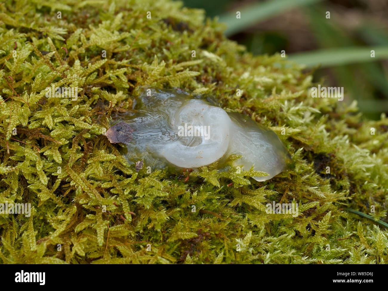 Star jelly / astromyxin una misteriosa sostanza gelantinous di origine sconosciuta, originariamente pensato per venuti dalle stelle, Sussex England, Regno Unito, Marzo. Foto Stock