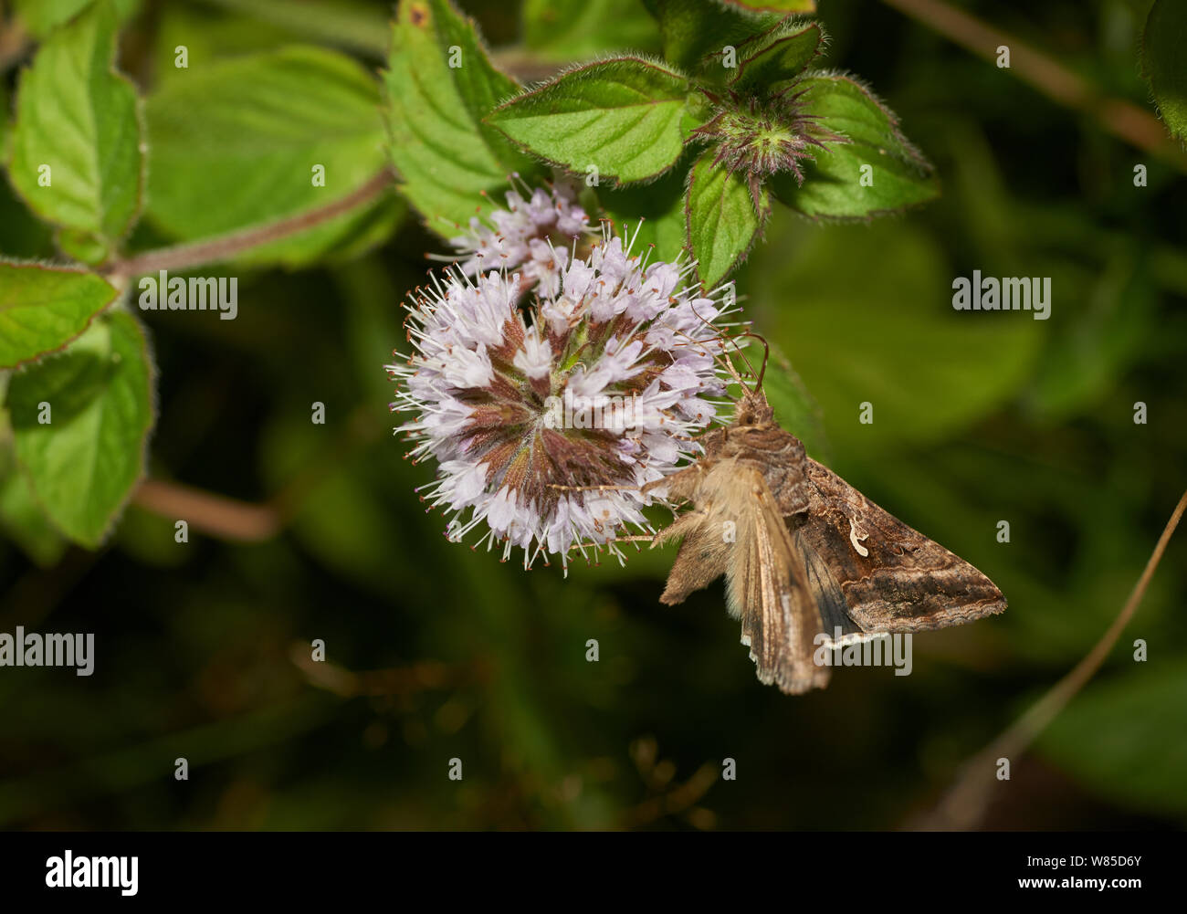 Argento falena y (gamma Plusia) alimentare il nettare da acqua menta, Sussex, England, Regno Unito, Agosto. Foto Stock