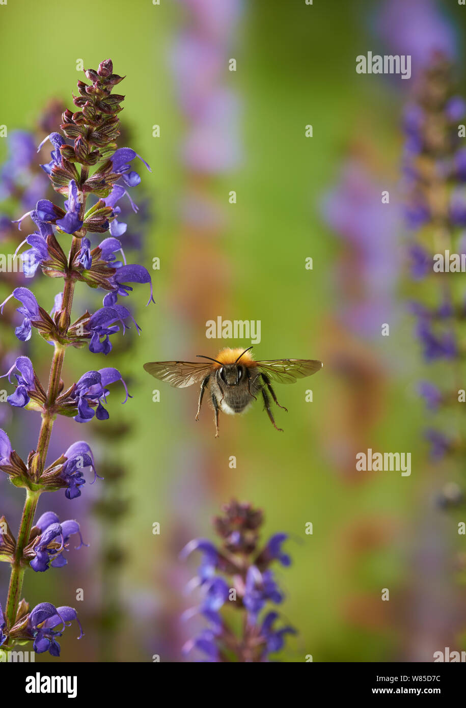 Tree bumblebee (Bombus hypnorum) in volo, Sussex England, Regno Unito, Luglio. Foto Stock