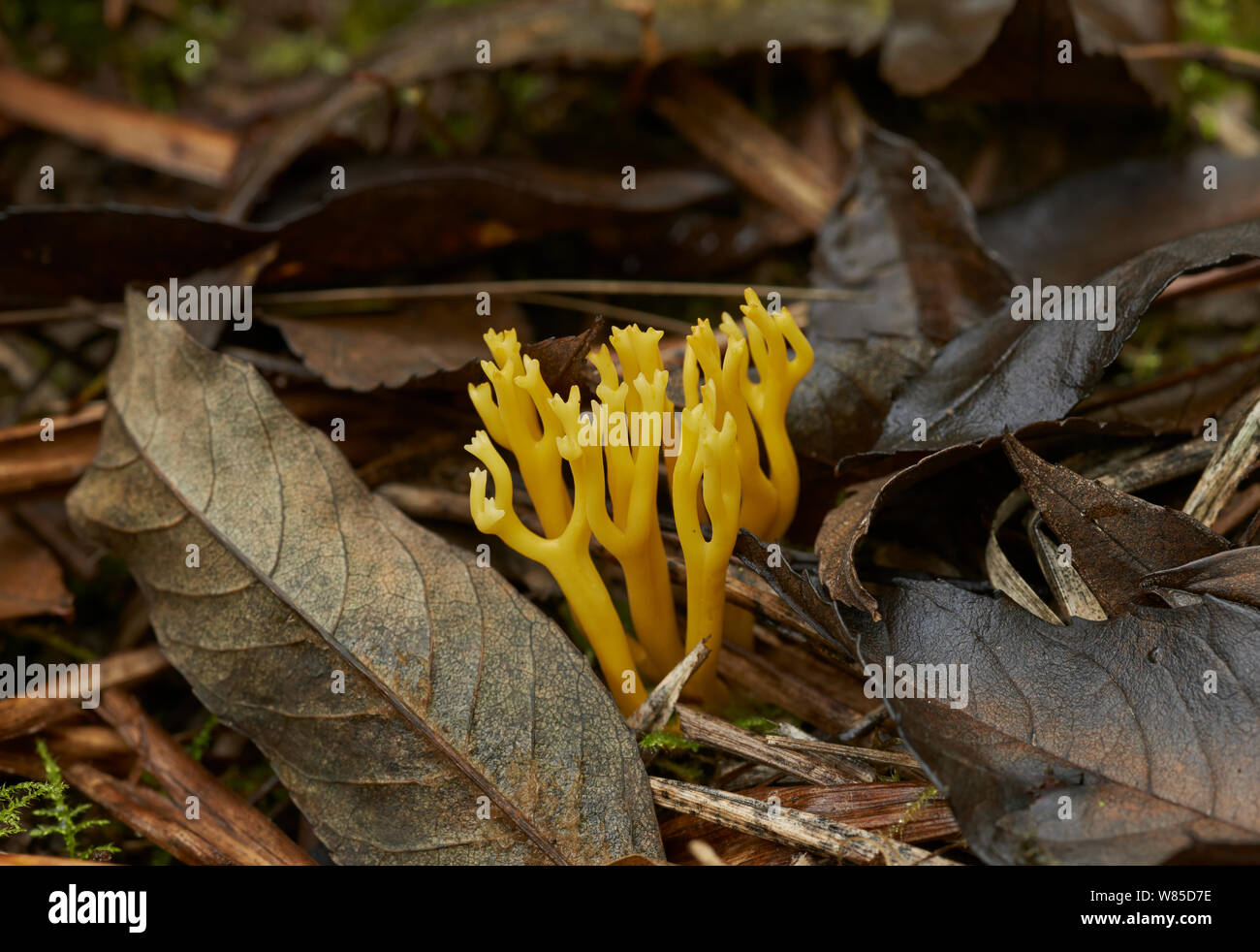 Giallo Staghorn fungo (Calocera viscosa) Sussex, England, Regno Unito, ottobre. Foto Stock