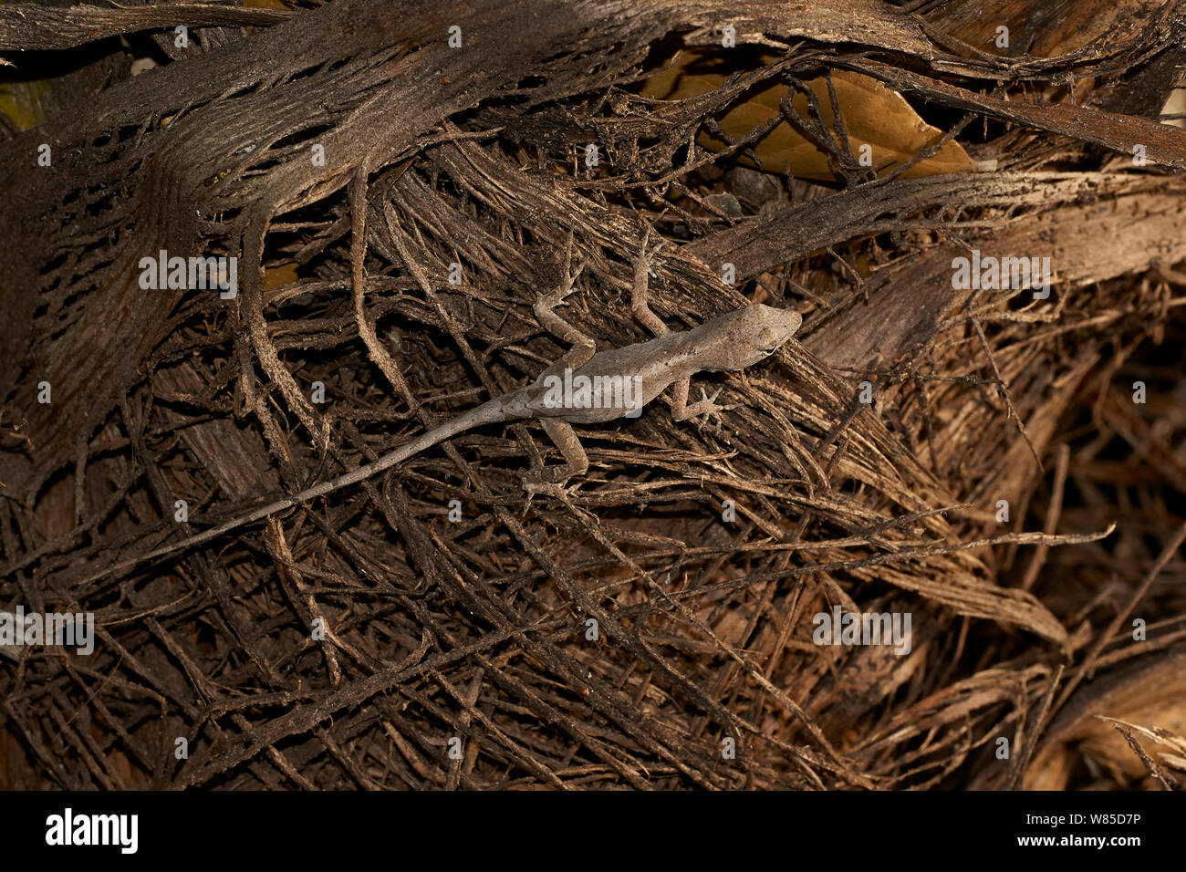 Anole marrone (Anolis sagrei) specie invasive, Florida, Stati Uniti d'America, febbraio. Foto Stock