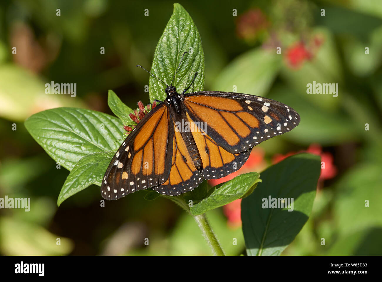 Farfalla monarca (Danaus plexippus) maschio, Florida, Stati Uniti d'America, febbraio. Foto Stock