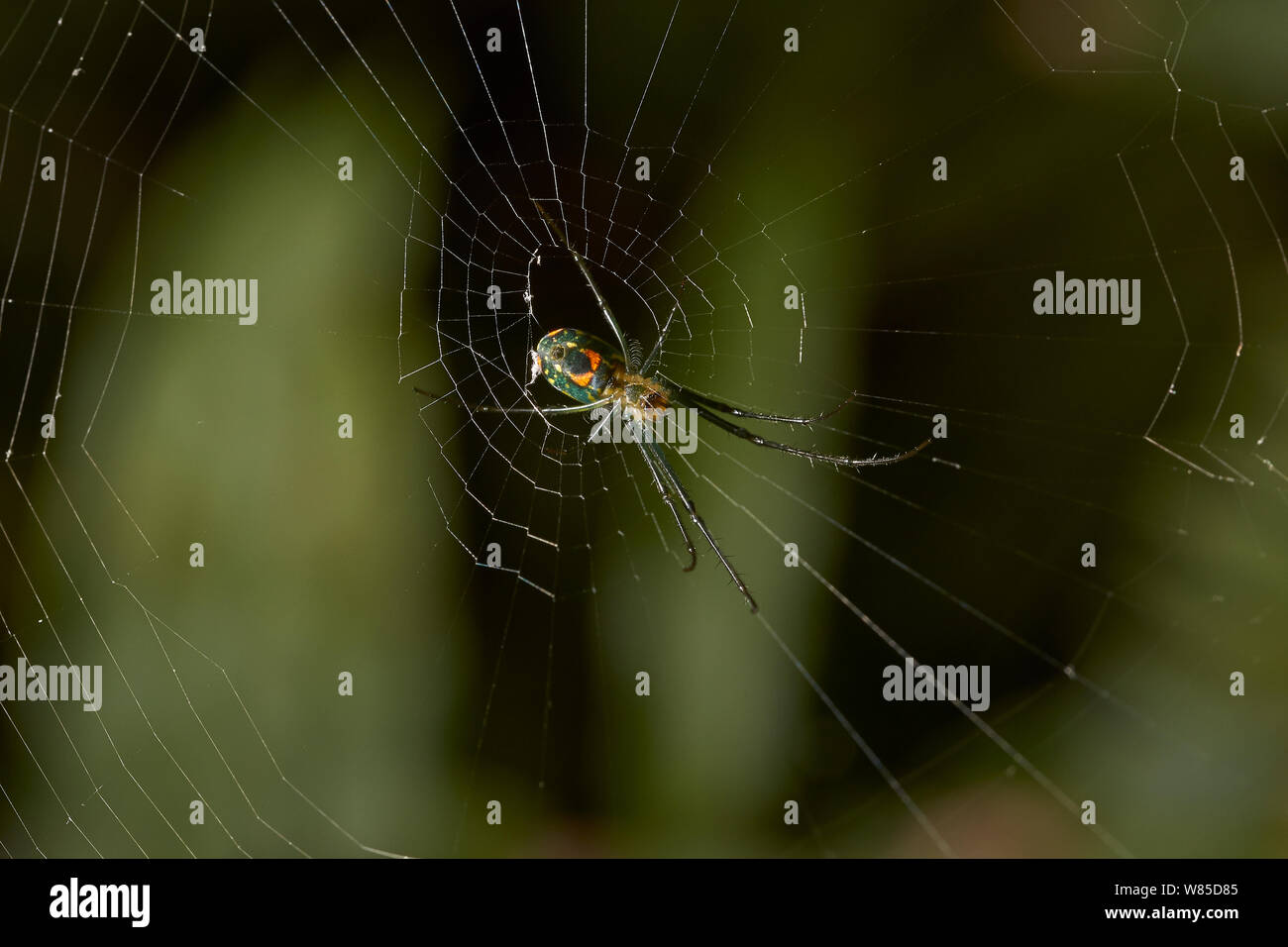 Orchard spider (Leucauge venusta) Florida, Stati Uniti d'America, febbraio. Foto Stock