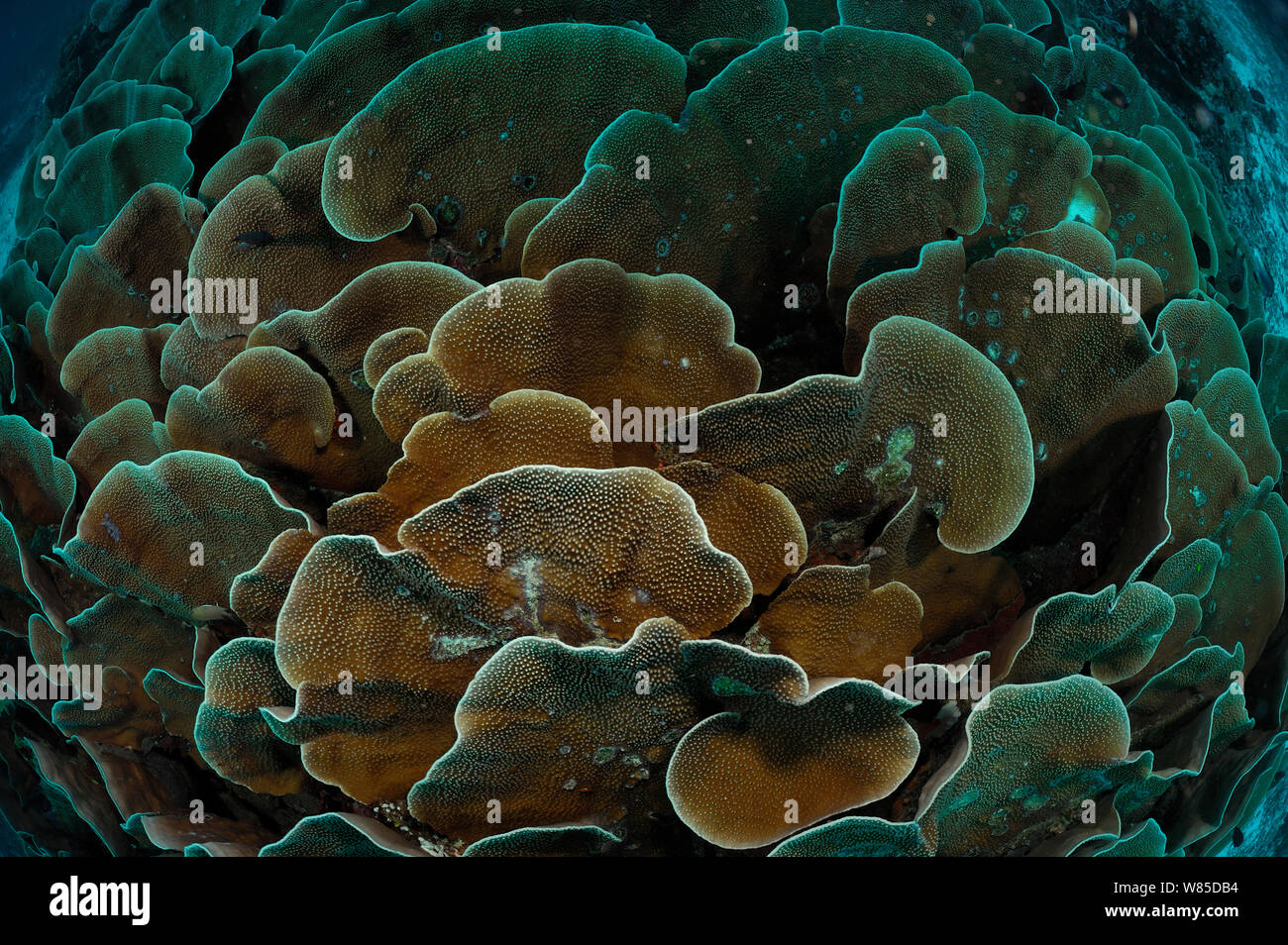 Piccolo polipo sassoso corallo Montipora (sp) piastre, Raja Ampat, Papua occidentale, in Indonesia, Oceano Pacifico. Foto Stock