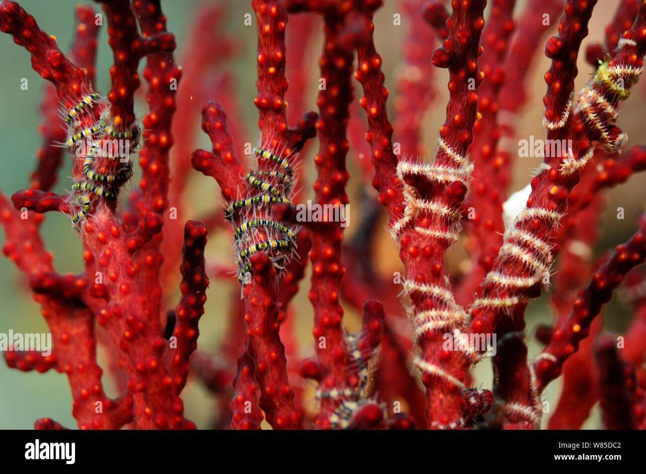 Tiny Brittlestars Ophiothrix (sp) avvolto intorno i rami di corallo ventola, Raja Ampat, Papua occidentale, in Indonesia, Oceano Pacifico. Foto Stock