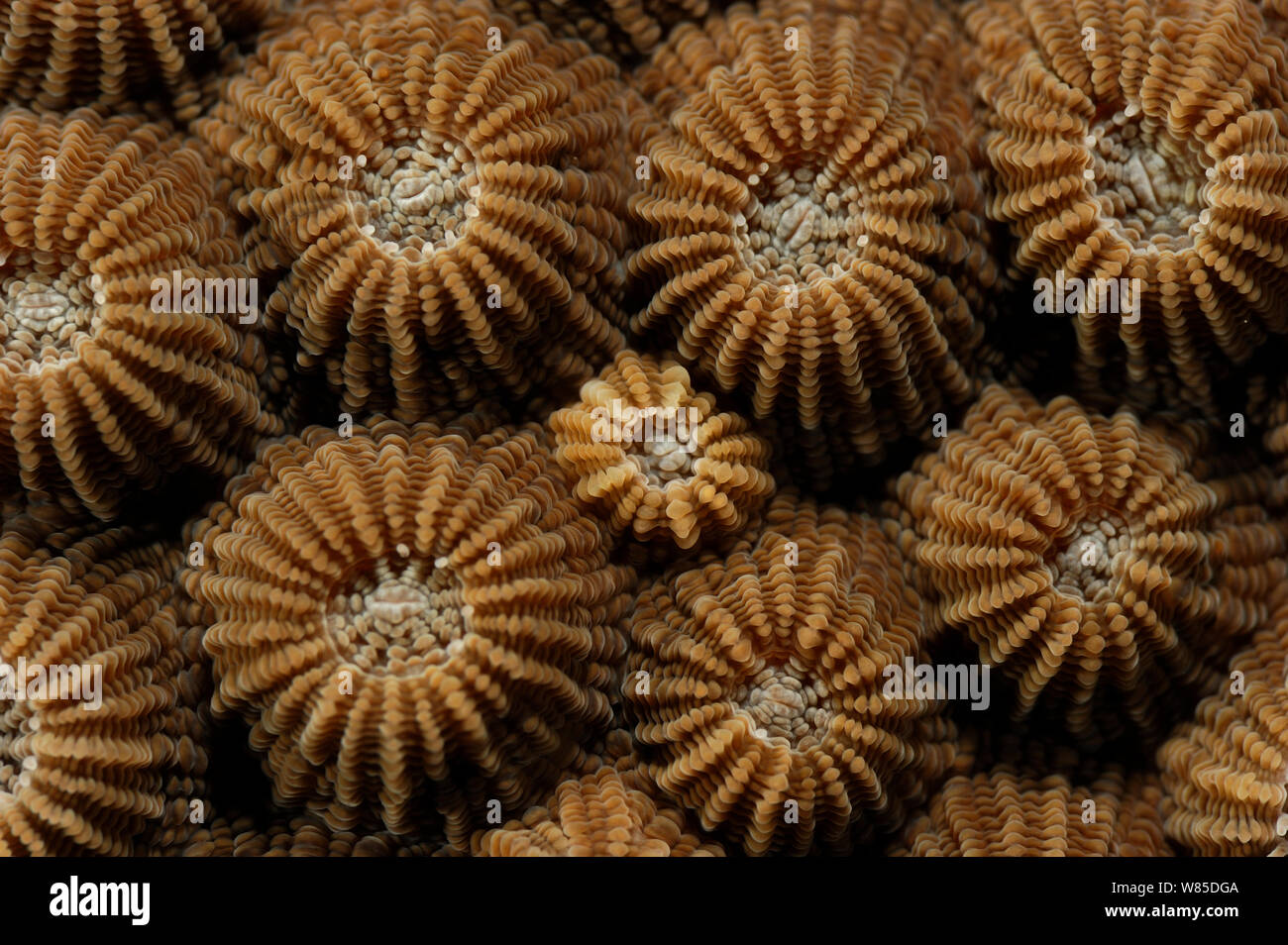Cervello Diploastrea / corallo a nido d'ape (Diploastrea heliopora) chiuso con polipi, Raja Ampat, Papua occidentale, in Indonesia, Oceano Pacifico. Foto Stock