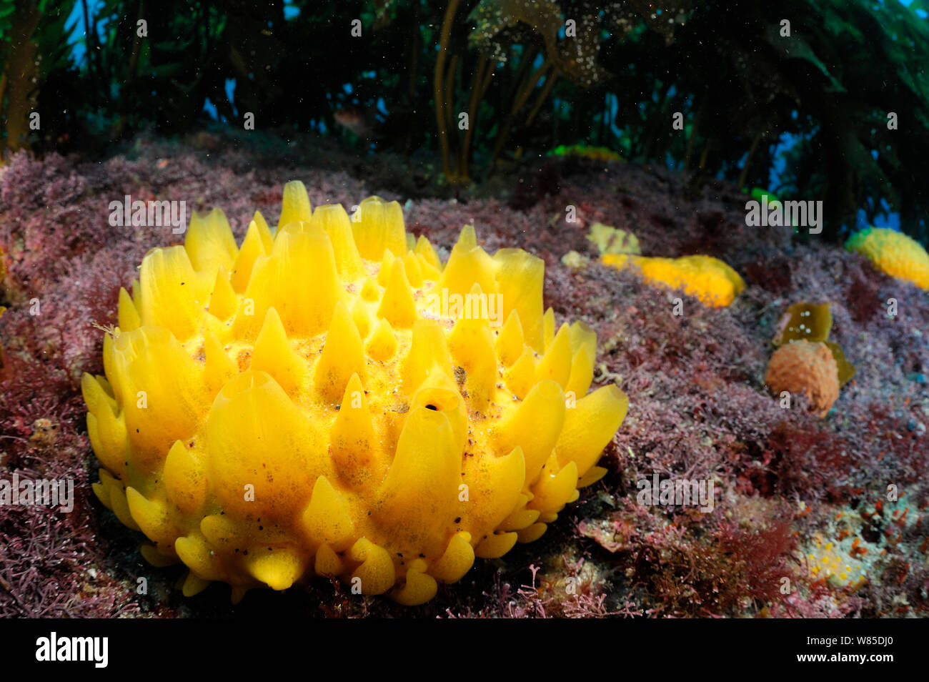 Nipplo di giallo di spugne (Polymastia croceus) POVERI CAVALIERI isole, riserva marina, Nuova Zelanda, Oceano Pacifico del Sud, Luglio. Foto Stock