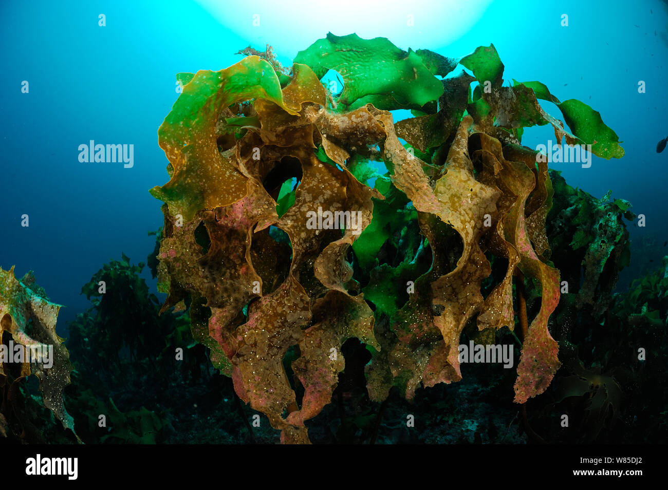 Ecklonia kelp (Ecklonia radiata) POVERI CAVALIERI isole, Riserva Marina, Isola del nord, Nuova Zelanda, Oceano Pacifico del Sud, Luglio. Foto Stock