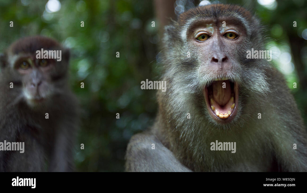 Lunga coda Macaque (Macaca fascicularis) capretti maschile di età compresa tra 18-24 mesi sbadigli - ampio angolo di prospettiva. Bako National Park, Sarawak, Borneo Malese. Foto Stock