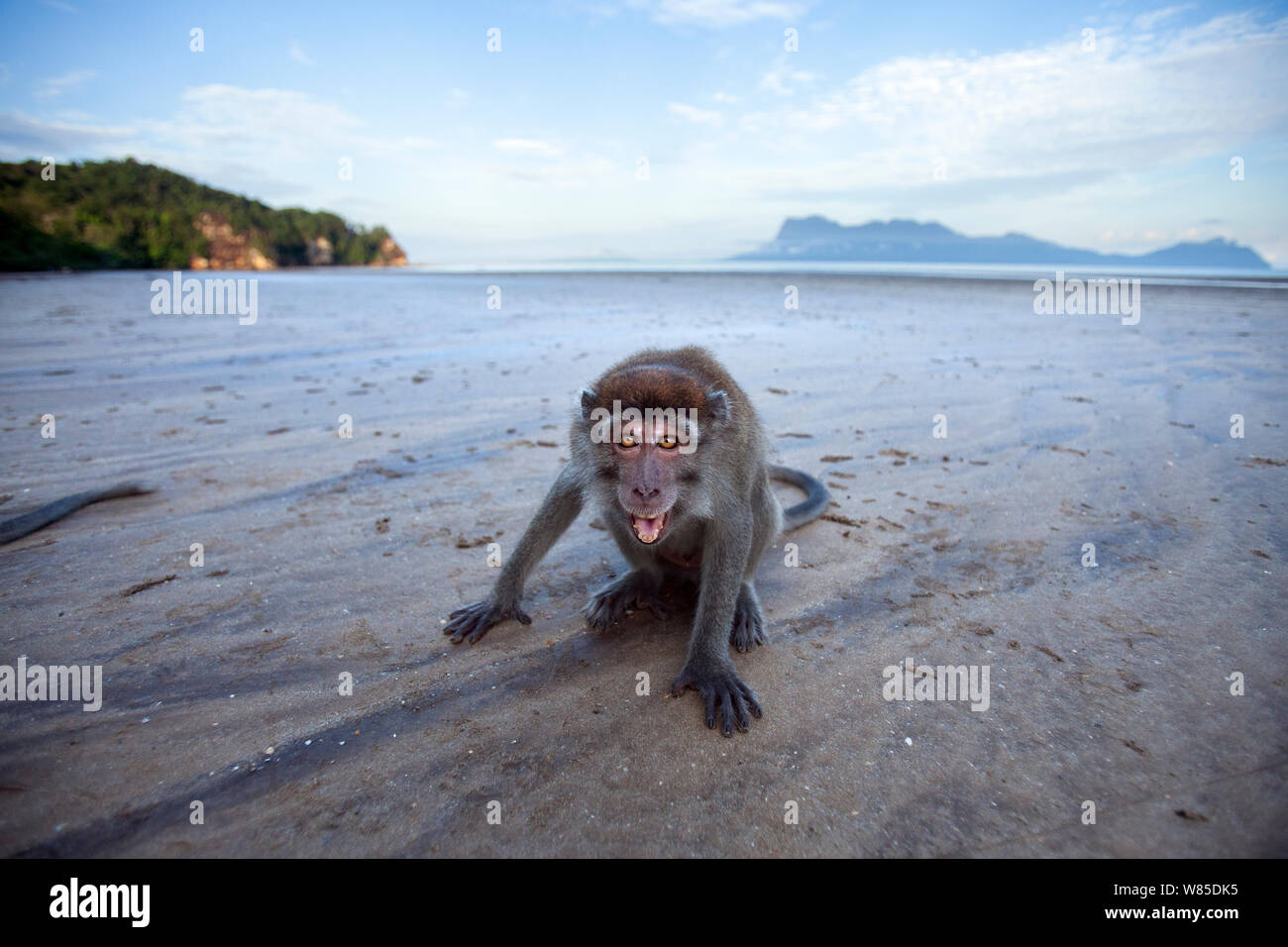 Lunga coda Macaque (Macaca fascicularis) capretti maschile di età compresa tra 18-24 mesi minaccia sbadigli - ampio angolo di prospettiva. Bako National Park, Sarawak, Borneo Malese. Foto Stock