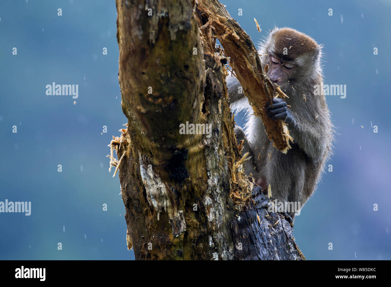 Lunga coda Macaque (Macaca fascicularis) rimuovendo la corteccia di un albero morto a rivelare il cibo. Bako National Park, Sarawak, Borneo Malese. Mar 2010. Foto Stock