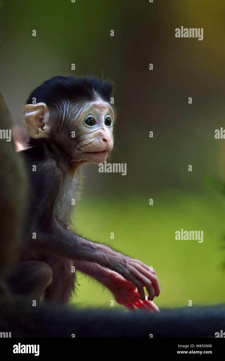 Lunga coda Macaque (Macaca fascicularis) del bambino di età compresa tra i 2-4 settimane seduto vicino a sua madre. Bako National Park, Sarawak, Borneo Malese. Foto Stock