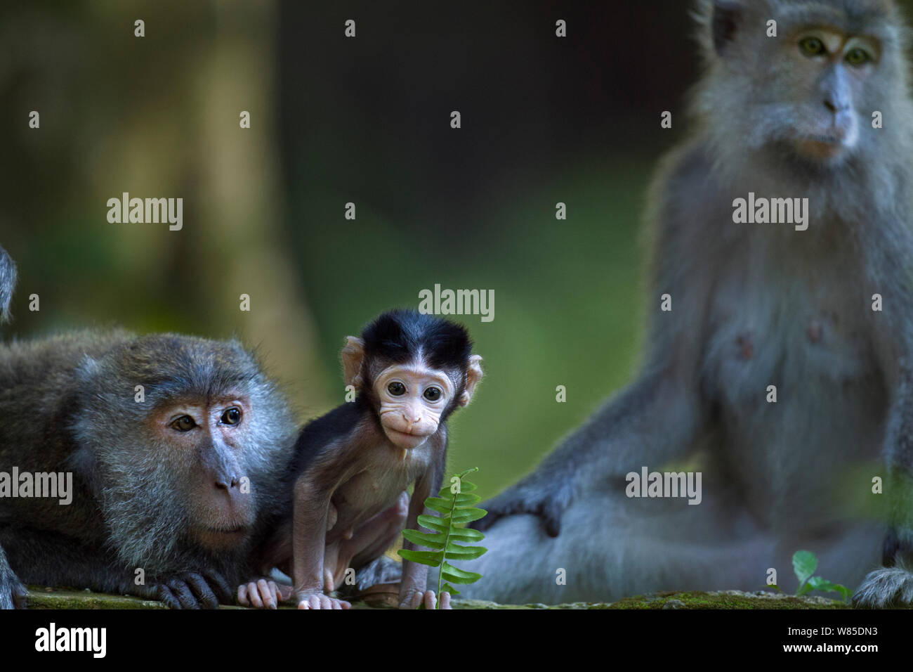 Lunga coda Macaque (Macaca fascicularis) del bambino di età compresa tra i 2-4 settimane vaga lontano da un gruppo di adulti rilassante. Bako National Park, Sarawak, Borneo Malese. Foto Stock