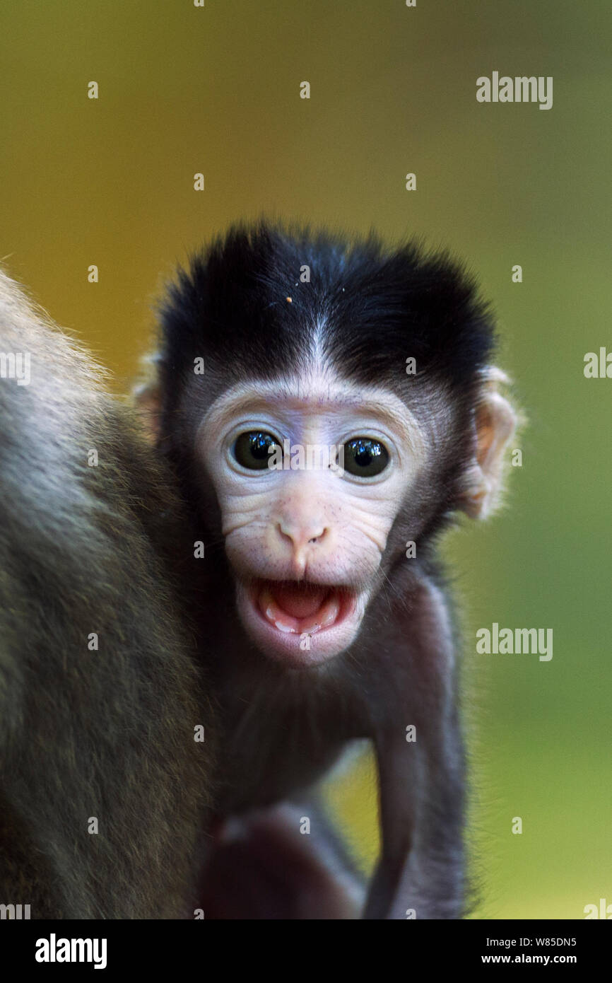 Lunga coda Macaque. Bako National Park, Sarawak, Borneo Malese. Foto Stock