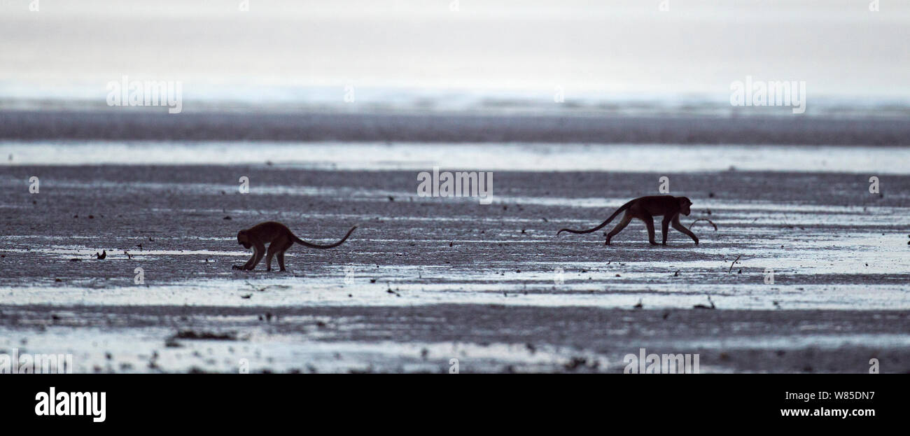 Macachi a coda lunga (Macaca fascicularis) foraggio sulle velme a bassa marea. Bako National Park, Sarawak, Borneo Malese. Foto Stock