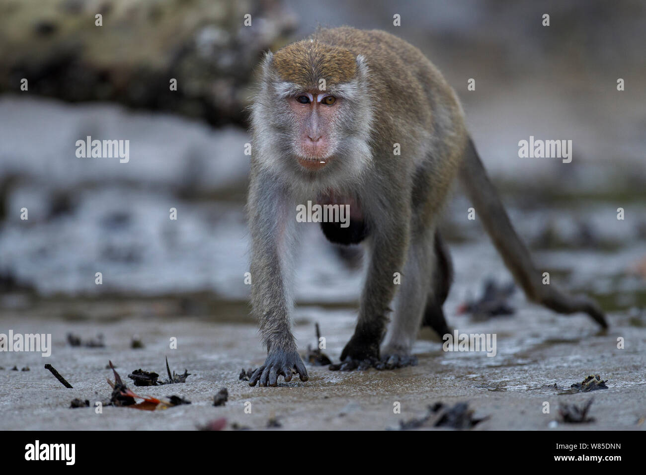 Lunga coda Macaque (Macaca fascicularis) femmina trasporta un bambino di età compresa da 2 a 4 settimane sotto il suo ventre rovistando sulle velme della palude di mangrovie con la bassa marea. Bako National Park, Sarawak, Borneo Malese. Foto Stock