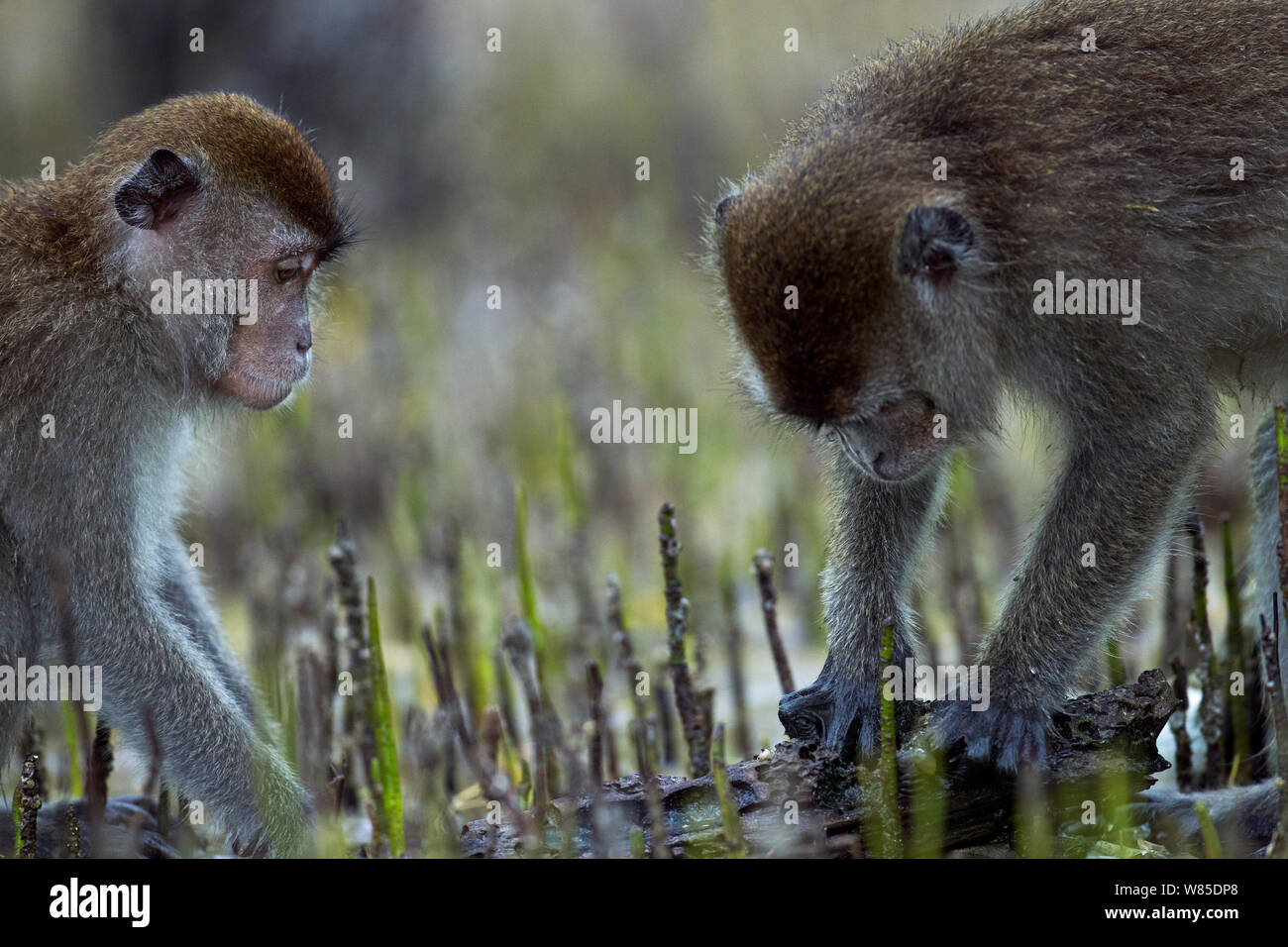 Lunga coda Macaque (Macaca fascicularis) rovistando sotto pezzi di marciume di corteccia di albero trovato nella palude di mangrovie ha rivelato con la bassa marea. Bako National Park, Sarawak, Borneo Malese. Mar 2010. Foto Stock