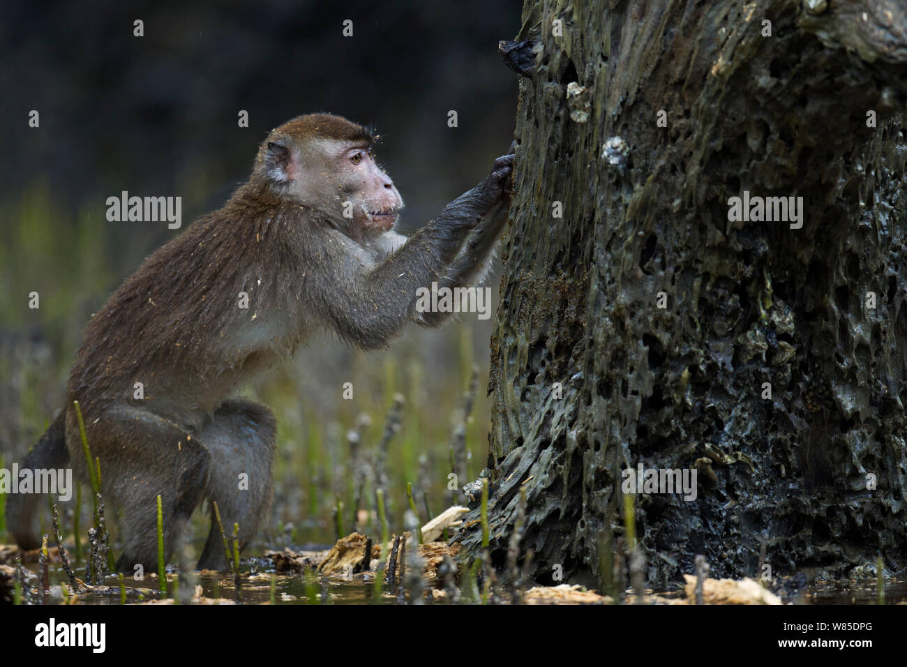 Lunga coda Macaque (Macaca fascicularis) maschio rovistando per shell-pesce e altri prodotti alimentari sugli alberi ha rivelato a bassa marea nella palude di mangrovie. Bako National Park, Sarawak, Borneo Malese. Mar 2010. Foto Stock